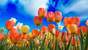 tulips ge0eb58c3b 1280