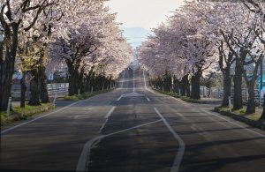 cherry blossoms g58375f5ad 1280